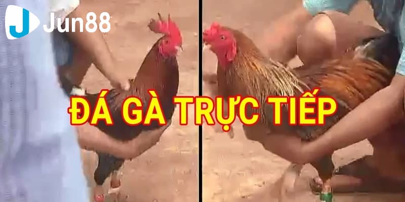 Kèo đá gà là gì?