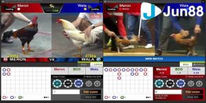 Tổng hợp các cách bắt kèo đá gà