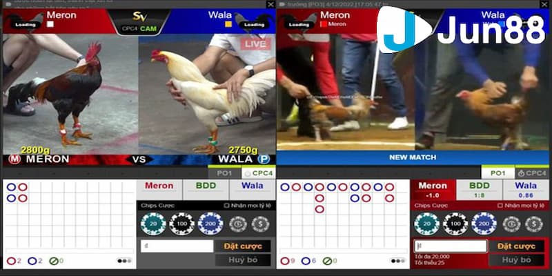 Tổng hợp các cách bắt kèo đá gà