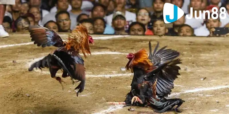 Hướng dẫn các cách bắt kèo đá gà cực chuẩn