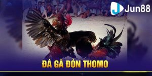 Khám phá đá gà đòn thomo là gì?