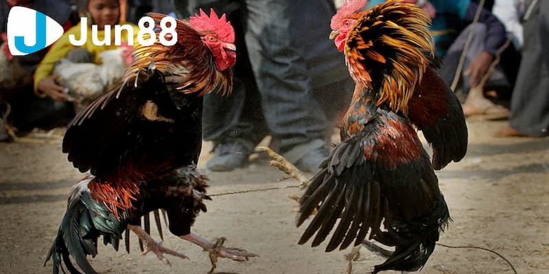 Các hình thức chơi đá gà đòn thomo