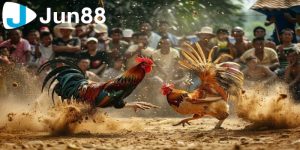 Tổng quan về đá gà trực tiếp C3