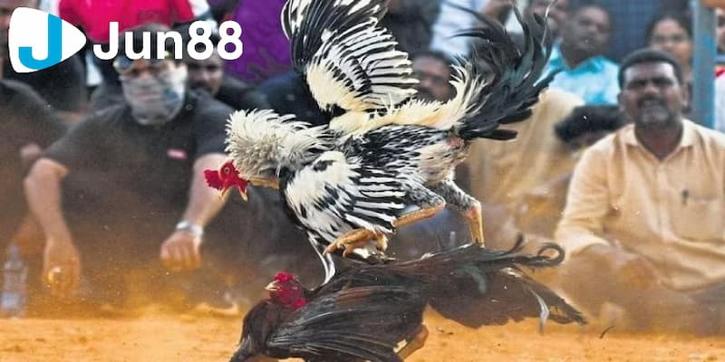 Điều gì khiến đá gà trực tiếp C3 hấp dẫn?