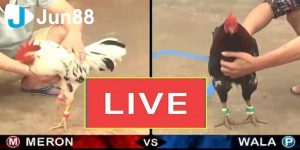 Đá gà trực tiếp Thomo là gì?