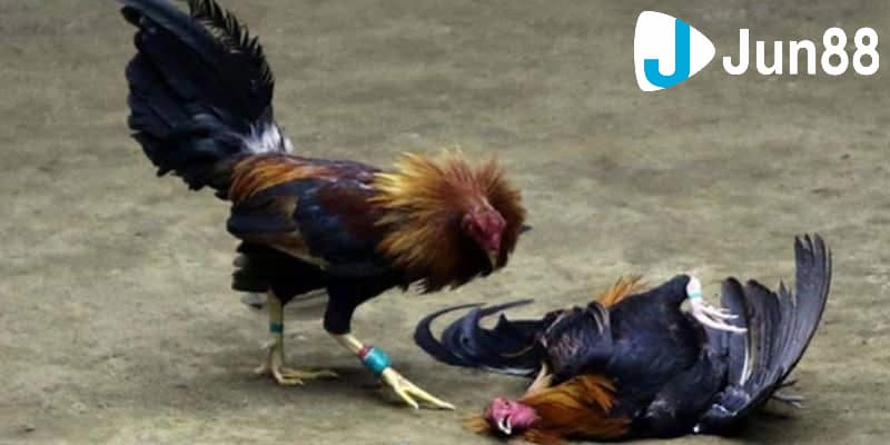 Khám phá về kèo đá gà trực tiếp Thomo