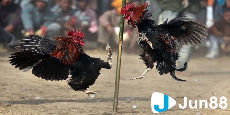 Lưu ý khi áp dụng chơi kèo đá gà trực tiếp Thomo