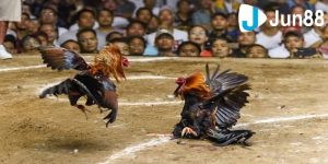 Khám phá luật chấp trong đá gà cơ bản nhất