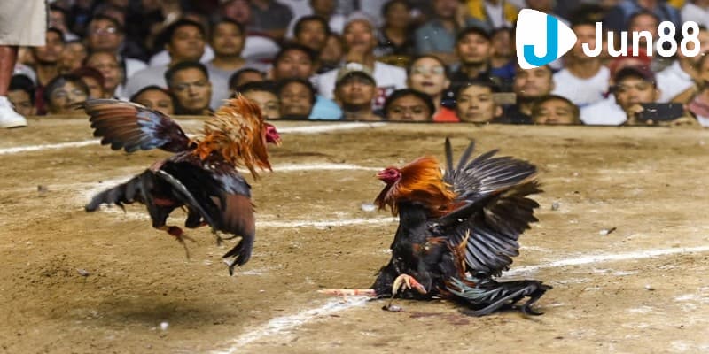 Khám phá luật chấp trong đá gà cơ bản nhất