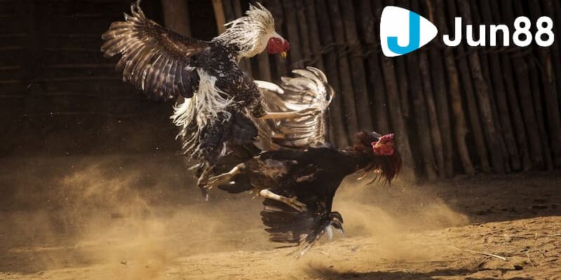 Yếu tố cơ bản ảnh hưởng luật chấp trong đá gà