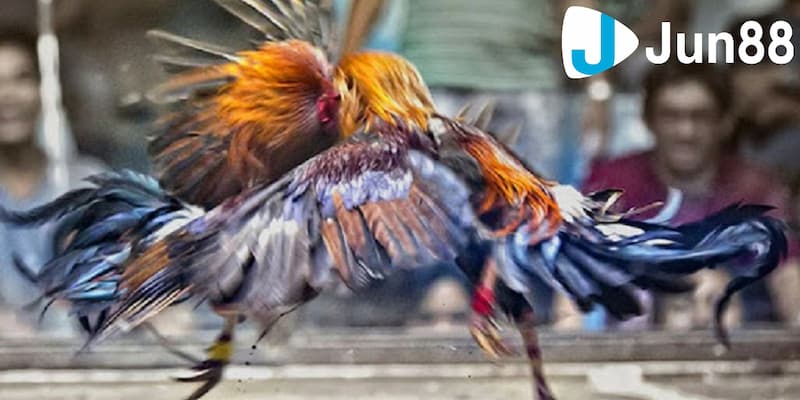 Bật mí cách tính luật chấp trong đá gà