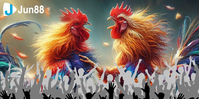 Sự lựa chọn hàng đầu cho người đam mê đá gà