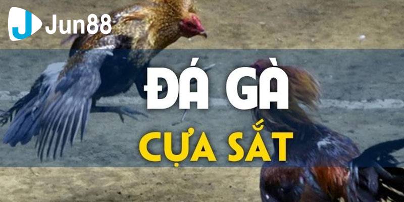 Đá gà cựa sắt