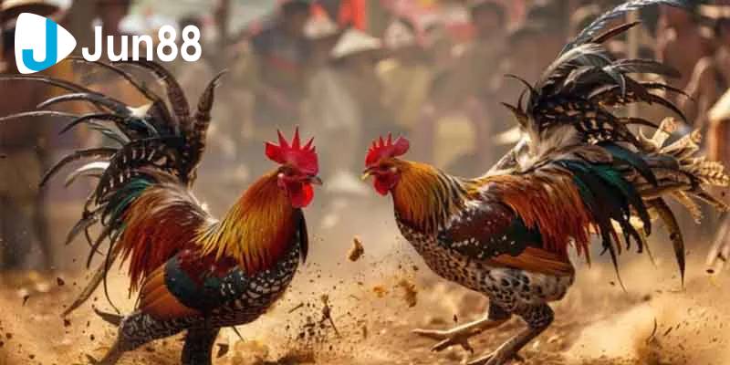 Đá gà cựa sắt