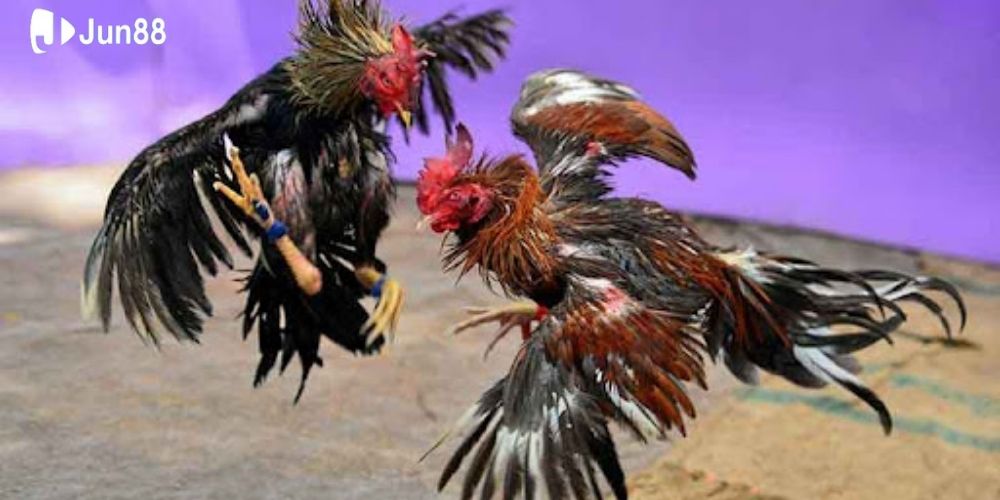 ga-da-truc-tiep-tai-jun88-–-trai-nghiem-kich-tinh