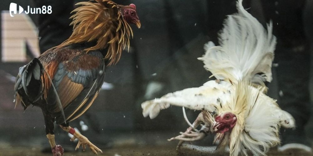 ga-da-truc-tiep-–-nhung-dieu-ban-can-biet