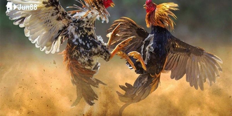 Dịch Vụ Hỗ Trợ Khách Hàng 24/7 từ nhà cái