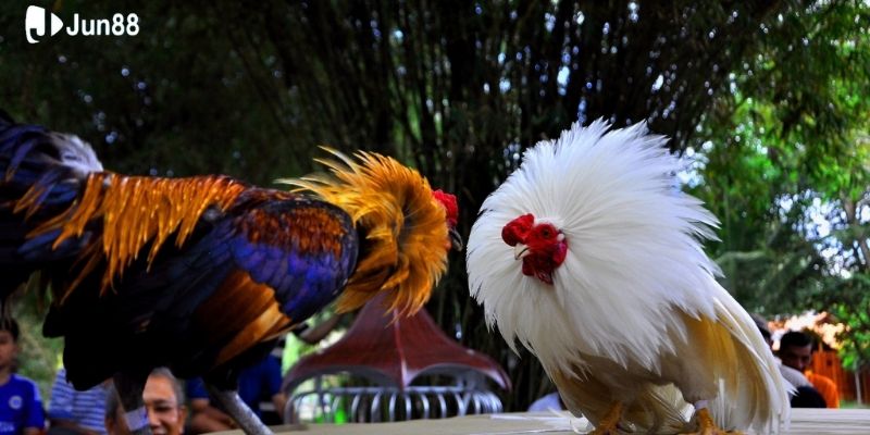 tham-gia-da-ga-truc-tuyen-tai-jun88-don-gian