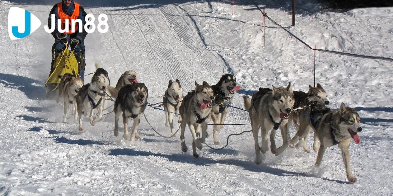 Cá cược đua chó