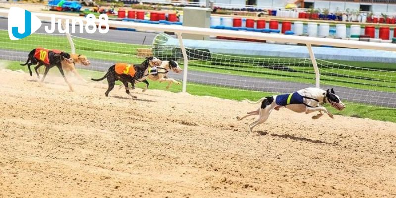 Cá cược đua chó