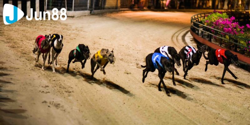 Cá cược đua chó