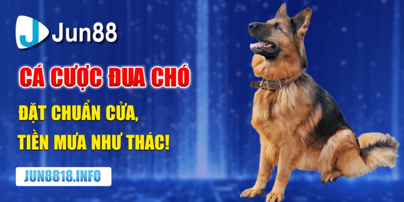 Cá cược đua chó