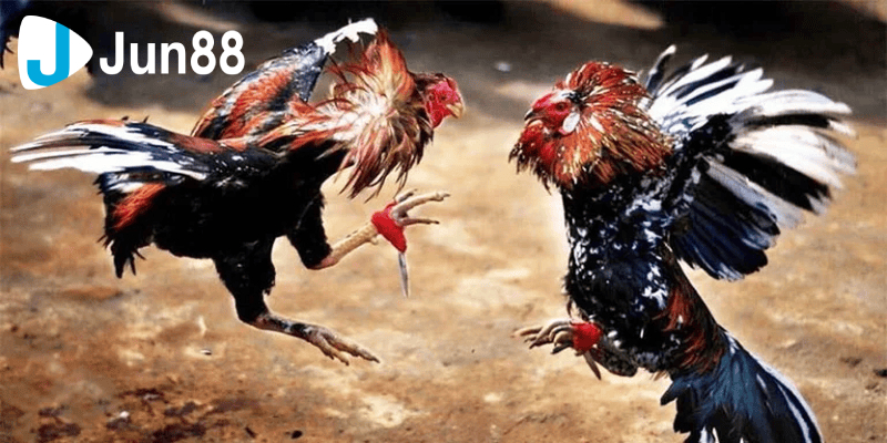 đá gà 88