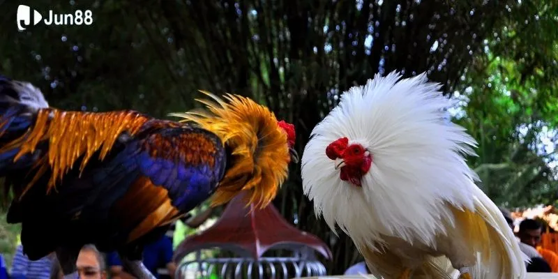 tong-quan-ve-da-ga-truc-tiep-c1-trong-ca-cuoc_32_11zon