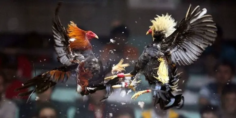 Đấu Trường Cựa Sắt mang đến những cuộc đua kịch tính