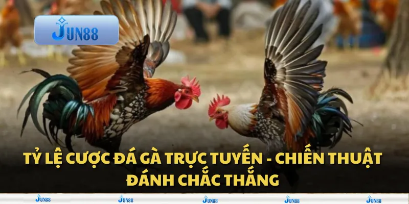 Tỷ lệ cược đá gà trực tuyến - Chiến thuật đánh chắc thắng