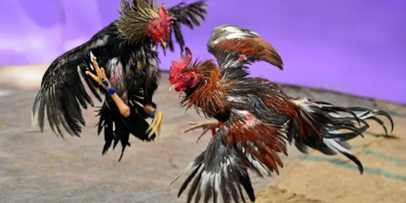 Tỷ lệ cược đá gà trực tuyến được tính như thế nào?