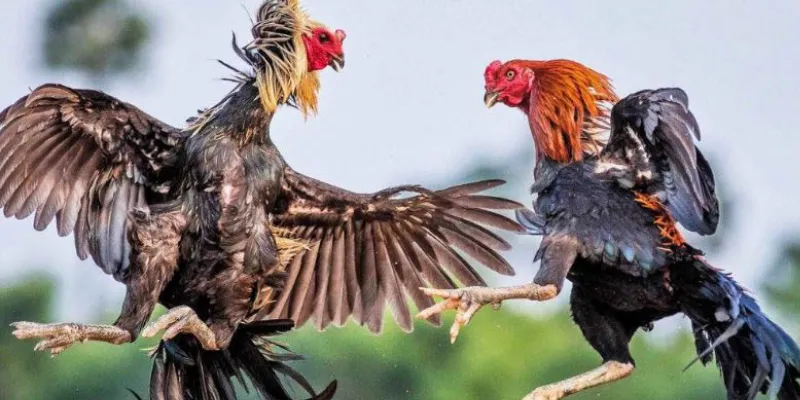 Những loại tỷ lệ cược đá gà trực tuyến phổ biến