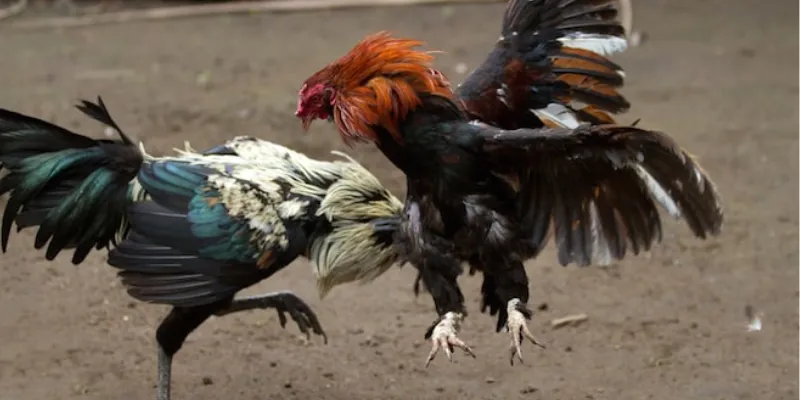 Chiến thuật cá cược đá gà dựa trên tỷ lệ kèo