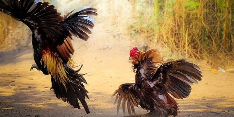 Lý do cần chọn chiến kê kỹ lưỡng