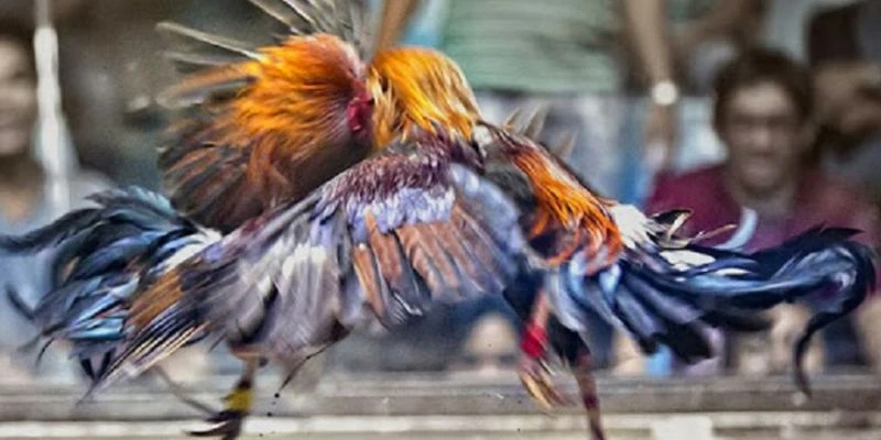 Các dấu hiệu nhận biết chiến kê có khả năng thắng lớn