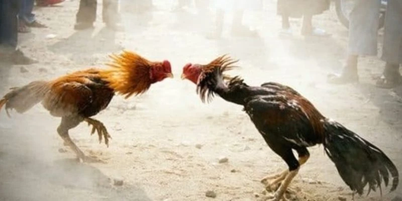 Mẹo chọn chiến kê mạnh để tăng tỷ lệ thắng