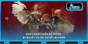 Mẹo chọn chiến kê mạnh – Bí quyết từ các sư kê lâu năm