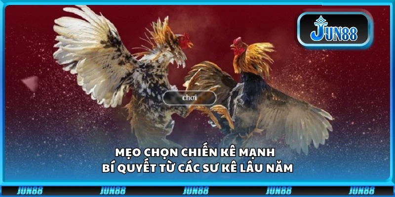 Mẹo chọn chiến kê mạnh – Bí quyết từ các sư kê lâu năm